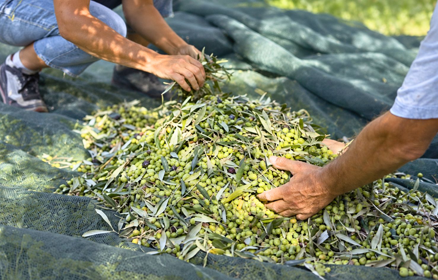Guests gathering olives during the traditional autumn harvest at Olithea in Corfu